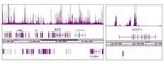 Histone H3K9me3 Antibody in ChIP-Sequencing (ChIP-Seq)