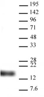 Histone H3K9me3 Antibody in Western Blot (WB)