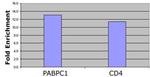 Histone H4K12ac Antibody in ChIP Assay (ChIP)