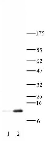 Histone H4K12ac Antibody in Western Blot (WB)