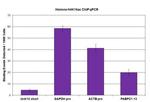 Histone H4K16ac Antibody in ChIP Assay (ChIP)