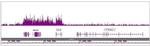 Histone H4K16ac Antibody in ChIP-Sequencing (ChIP-Seq)