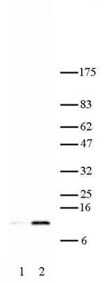 Histone H4K16ac Antibody in Western Blot (WB)