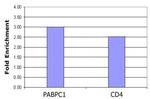 Histone H4K5ac Antibody in ChIP Assay (ChIP)