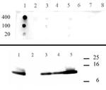 Histone H4K5ac Antibody in Dot Blot (DB)