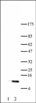 Histone H4K5ac Antibody in Western Blot (WB)