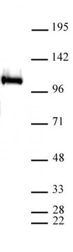 LSD1 / KDM1A Antibody in Western Blot (WB)