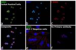 VAV1 Antibody