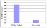 Phospho-RNA pol II CTD (Ser5) Antibody in ChIP Assay (ChIP)