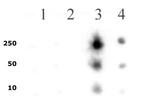 Phospho-RNA pol II CTD (Ser5) Antibody in Dot Blot (DB)