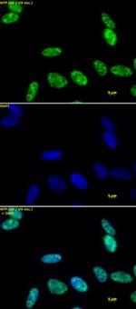 Phospho-RNA pol II CTD (Ser5) Antibody in Immunocytochemistry (ICC/IF)