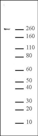 Phospho-RNA pol II CTD (Ser5) Antibody in Western Blot (WB)