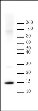 Histone H2A Antibody in Western Blot (WB)