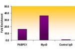 Histone H3K9me2 Antibody in ChIP Assay (ChIP)