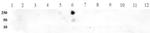 Histone H3K9me1 Antibody in Dot Blot (DB)