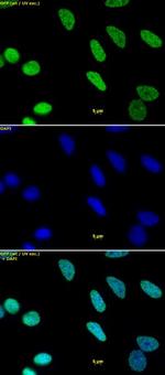 Histone H3K9me1 Antibody in Immunocytochemistry (ICC/IF)