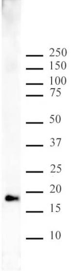 Histone H3K9me1 Antibody in Western Blot (WB)