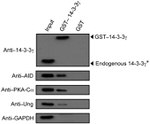 AID Antibody in Western Blot (WB)