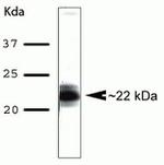 AID Antibody in Western Blot (WB)