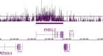 Histone H3K36me2 Antibody in ChIP Assay (ChIP)