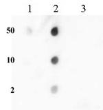 Histone H3K36me2 Antibody in Dot Blot (DB)