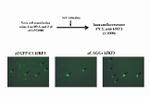 IRF3 Antibody in Immunocytochemistry (ICC/IF)