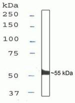 IRF3 Antibody in Western Blot (WB)