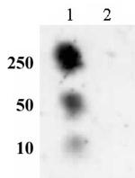 Histone H2AS129ph Antibody in Dot Blot (DB)