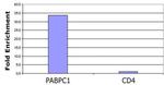 Histone H3K56ac Antibody in ChIP Assay (ChIP)