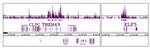 Histone H3K56ac Antibody in ChIP Assay (ChIP)