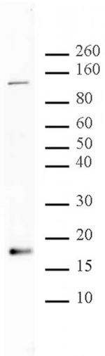 Histone H3K56ac Antibody in Western Blot (WB)