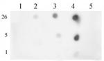 Histone H3K9me3 Antibody in Dot Blot (DB)