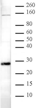 HP1 alpha Antibody in Western Blot (WB)