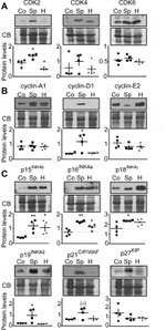 p19 INK4d Antibody in Western Blot (WB)