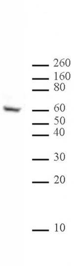 Ikaros Antibody in Western Blot (WB)