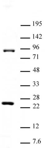 Suz12 Antibody in Western Blot (WB)