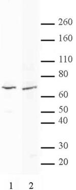 MTA2 Antibody in Western Blot (WB)