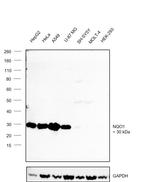 NQO1 Antibody in Western Blot (WB)