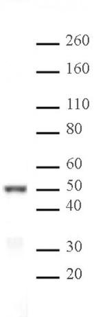 IRF-3 Antibody in Western Blot (WB)