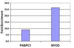 Histone H3K9me2 Antibody in ChIP Assay (ChIP)