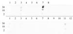 Histone H3K9me2 Antibody in Dot Blot (DB)