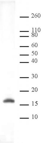 Histone H3K9me2 Antibody in Western Blot (WB)