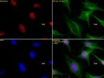 Histone H3K27me1 Antibody in Immunocytochemistry (ICC/IF)