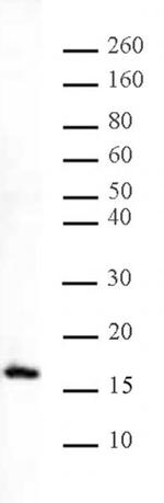 Histone H3K27me1 Antibody in Western Blot (WB)