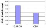 Histone H3K36ac Antibody in ChIP Assay (ChIP)