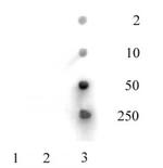 Histone H3K36ac Antibody in Dot Blot (DB)