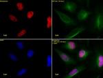 Histone H3K36ac Antibody in Immunocytochemistry (ICC/IF)