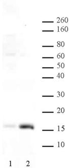 Histone H3K36ac Antibody in Western Blot (WB)