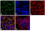 PODXL Antibody in Immunocytochemistry (ICC/IF)