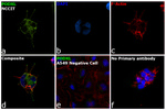 PODXL Antibody in Immunocytochemistry (ICC/IF)